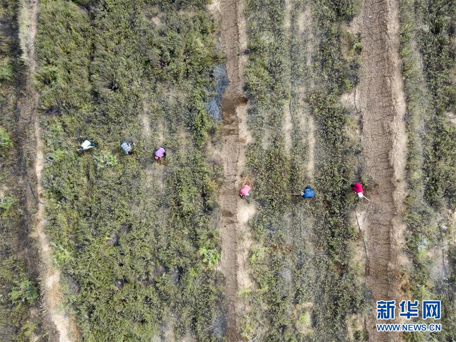 河北滦平:延伸中药材产业链 助力乡村振兴